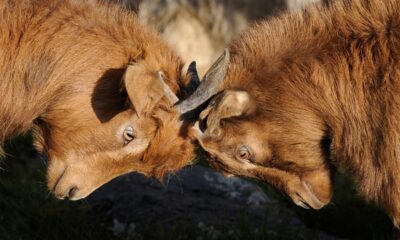 PNC Bank Loses Reverse Domain Hijacking Appeal Panel Ruling